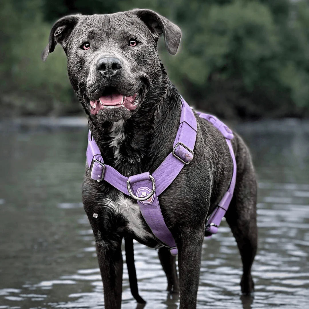 Comfort Control No-Pull Harness Sets