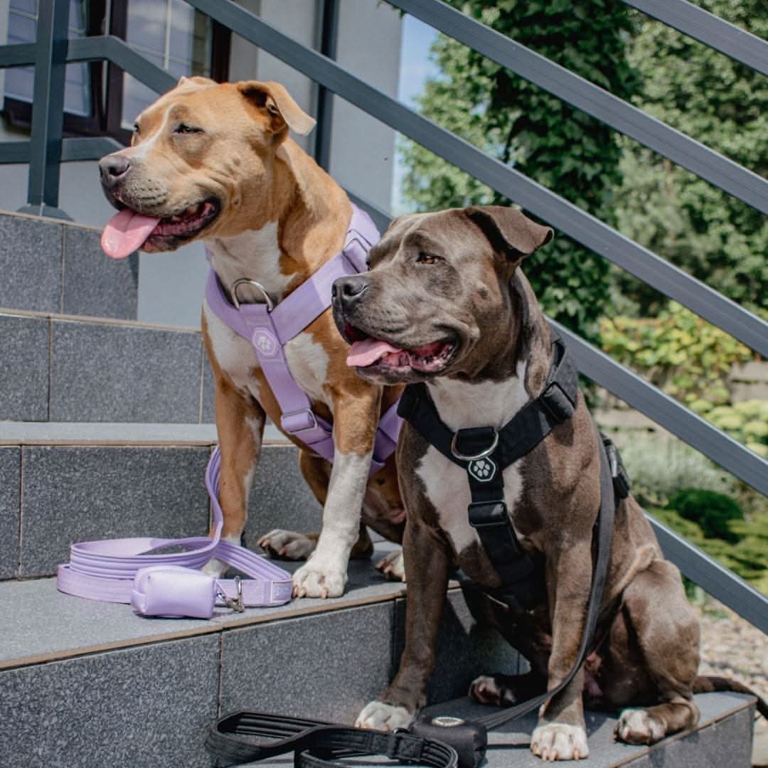 Comfort Control No-Pull Dog Harnesses