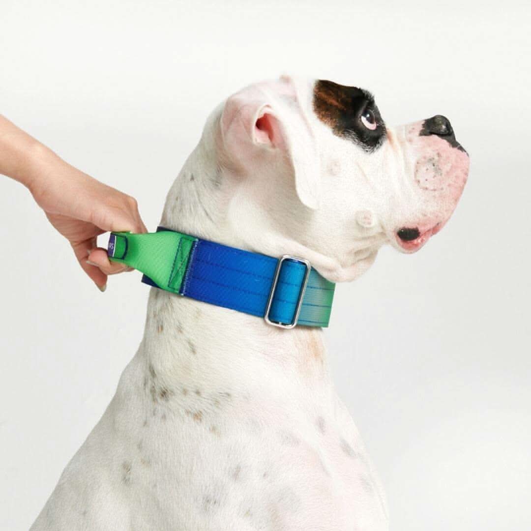 Comfort Control Dog Collars