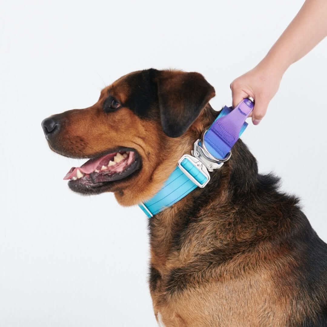 Comfort Control Dog Collars