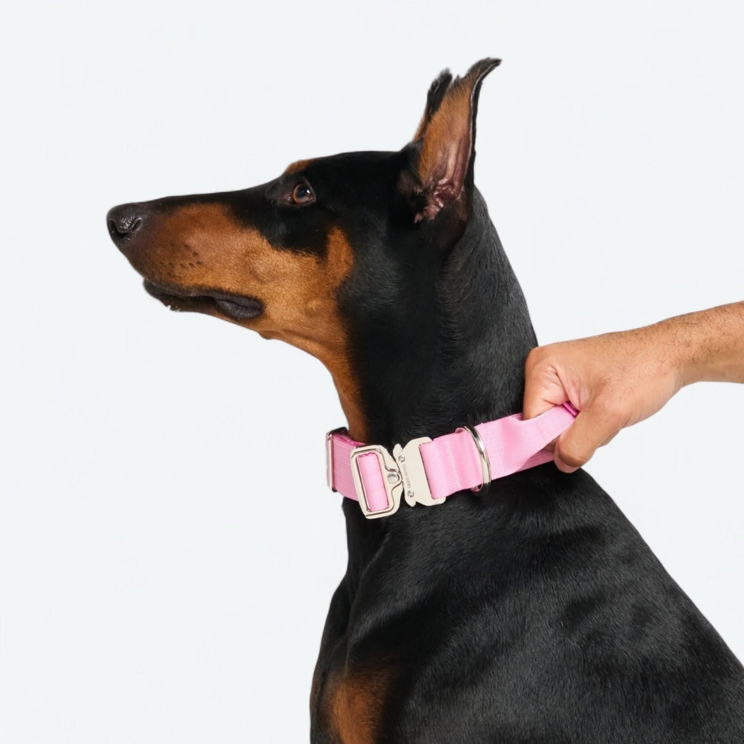 Comfort Control Dog Collars