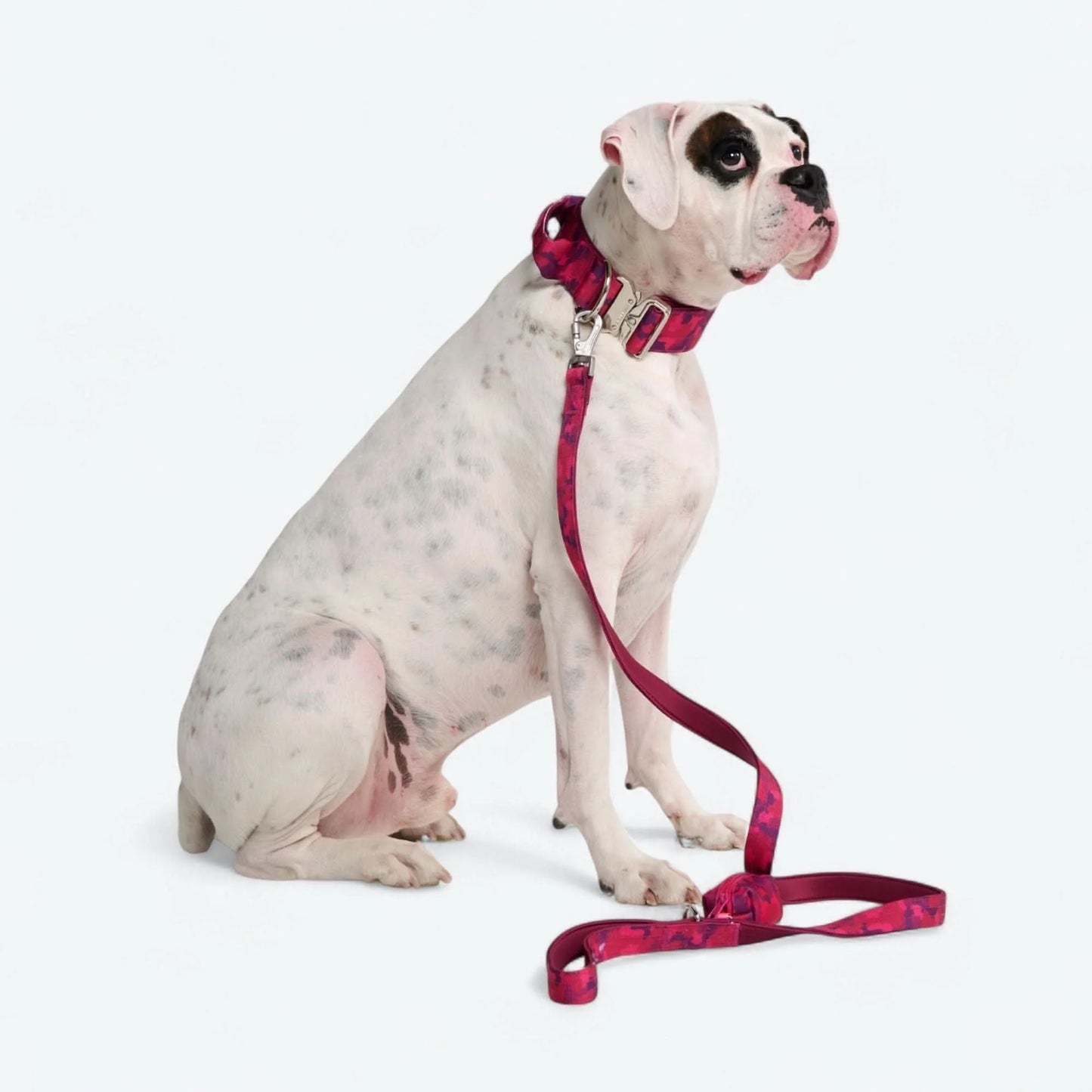 Comfort Control Dog Collars