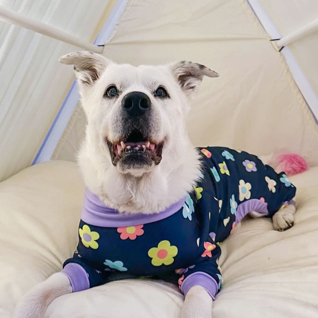 Dog Pajama Prints