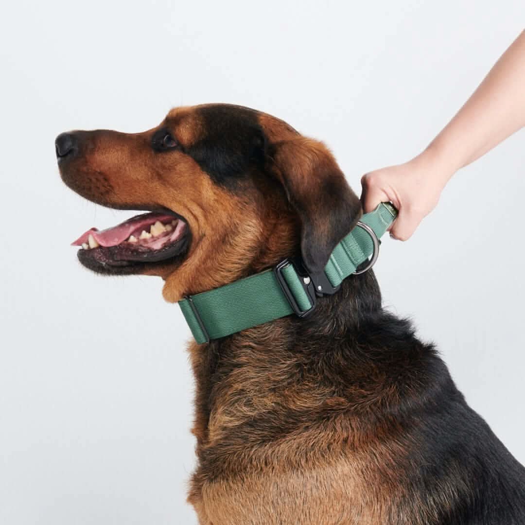 Comfort Control Dog Collars