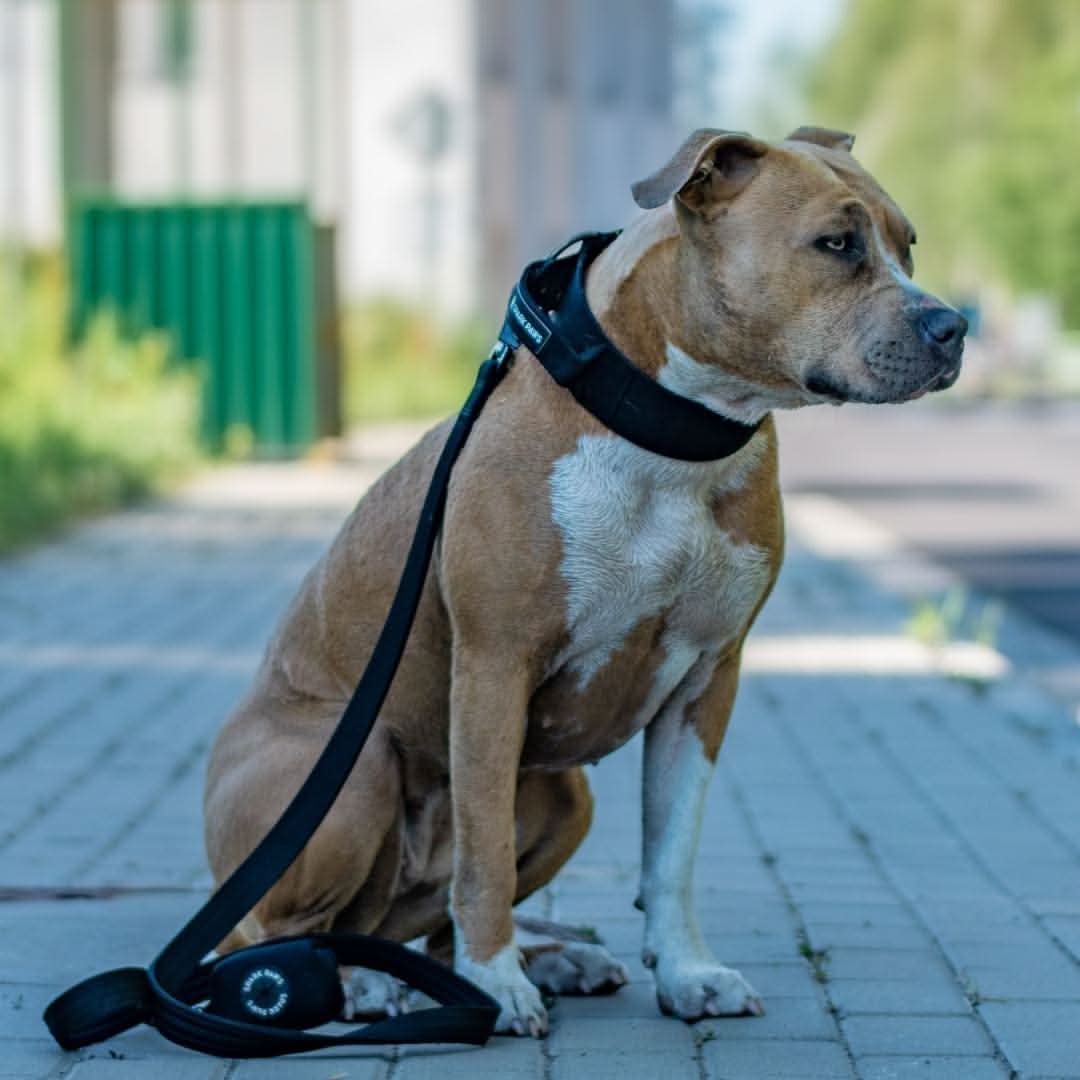 Comfort Control Dog Collars