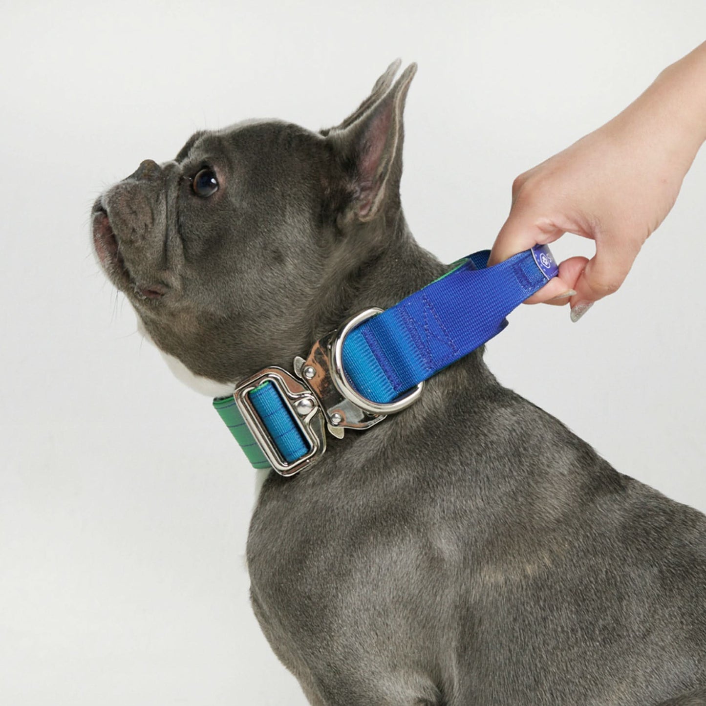 Comfort Control Dog Collars