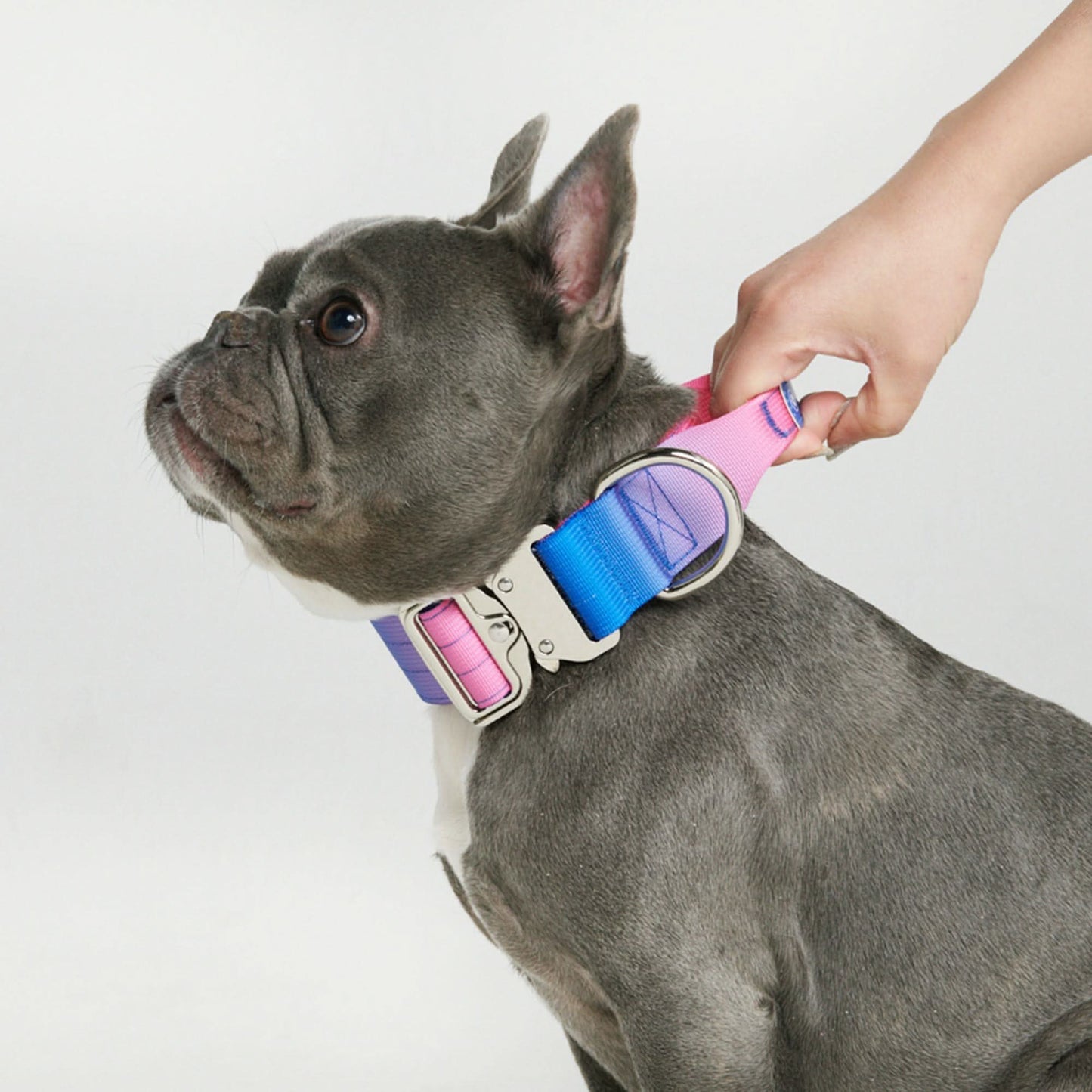 Comfort Control Dog Collars