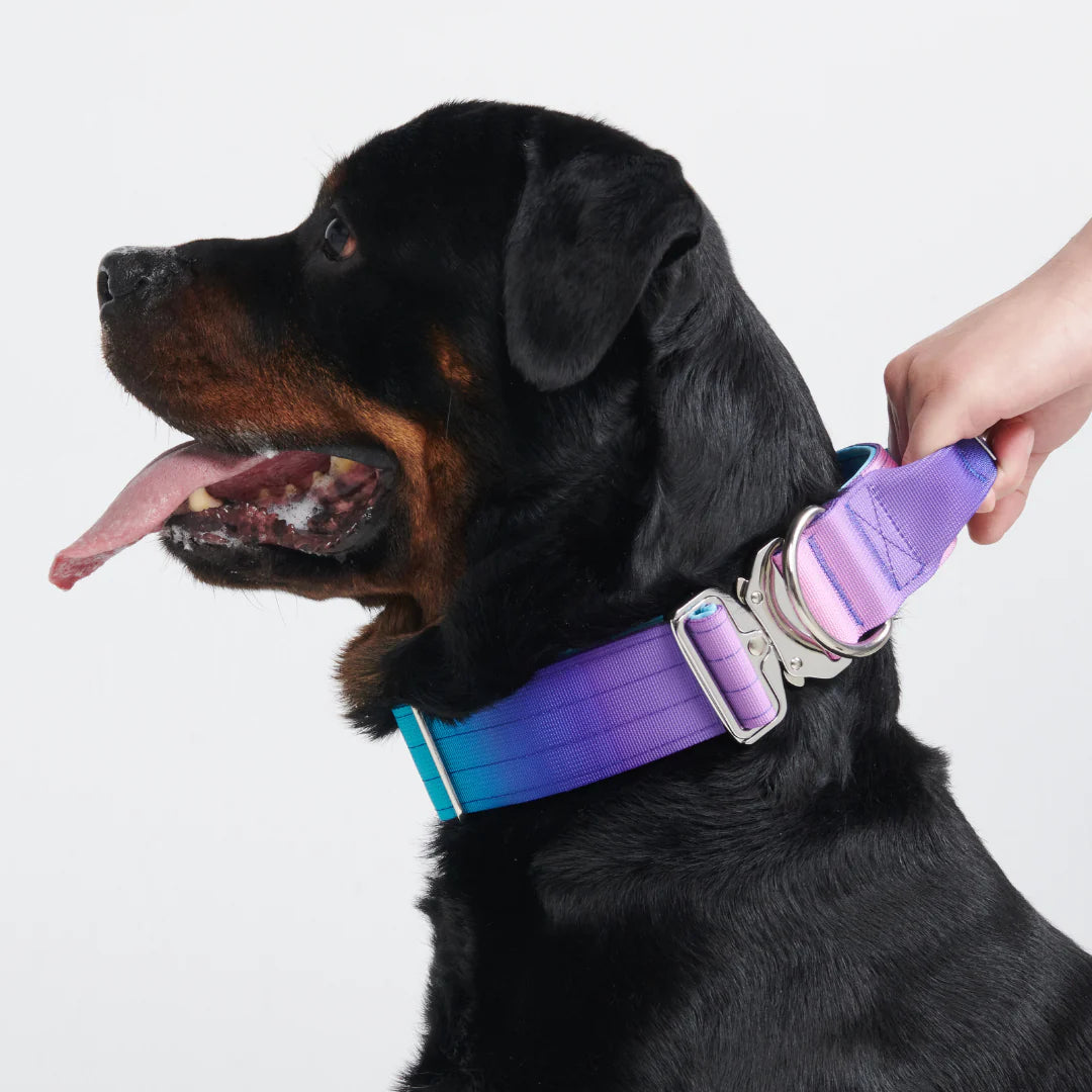 Comfort Control Dog Collars