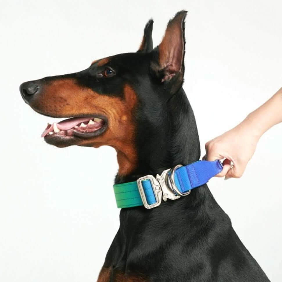 Comfort Control Dog Collars