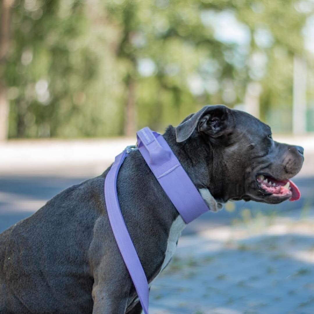 Comfort Control Dog Collars