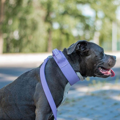 Comfort Control Dog Collars