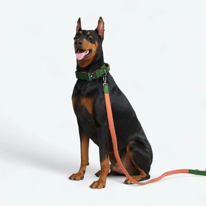 Comfort Control Dog Collars