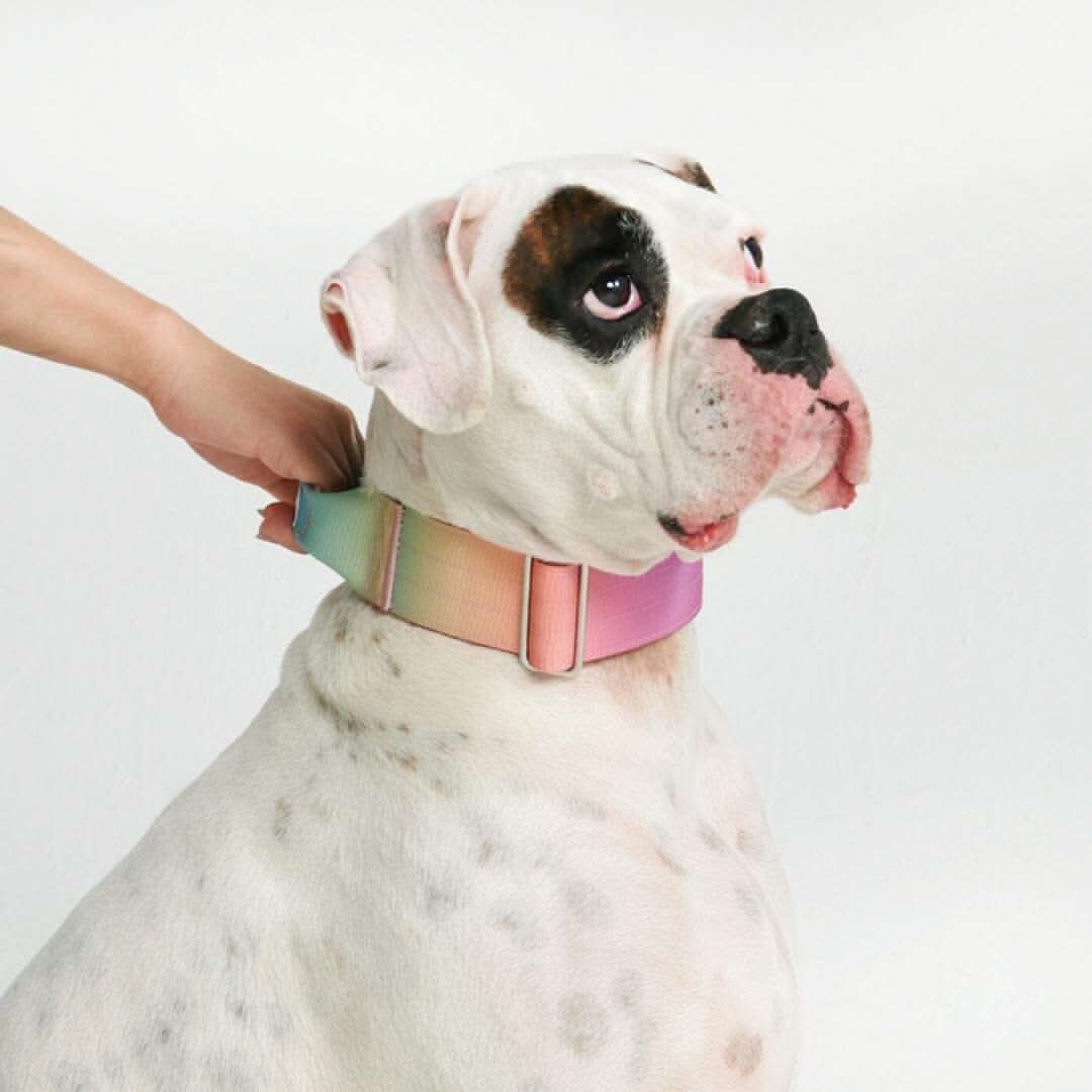 Comfort Control Dog Collars