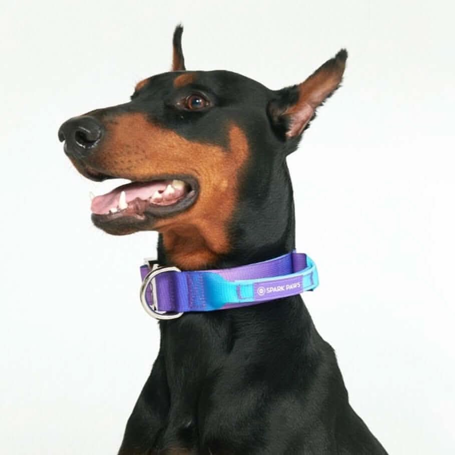 Comfort Control Dog Collars