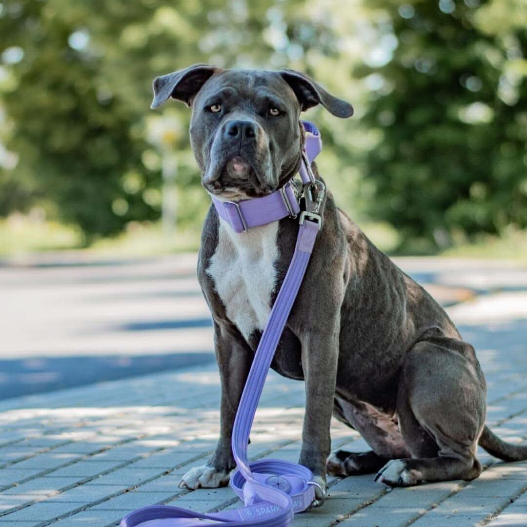 Comfort Control Dog Collars