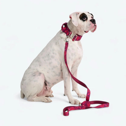 Comfort Control Dog Collars