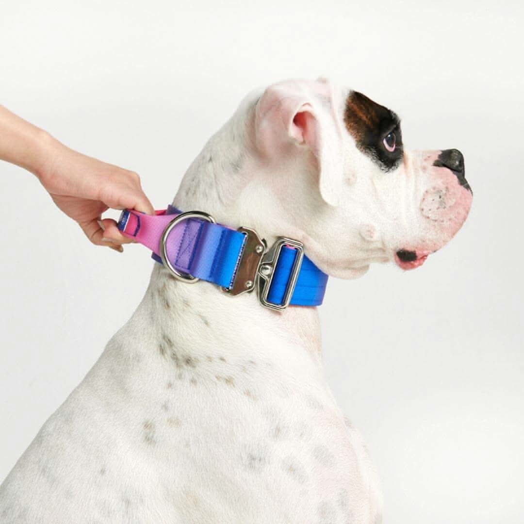 Comfort Control Dog Collars