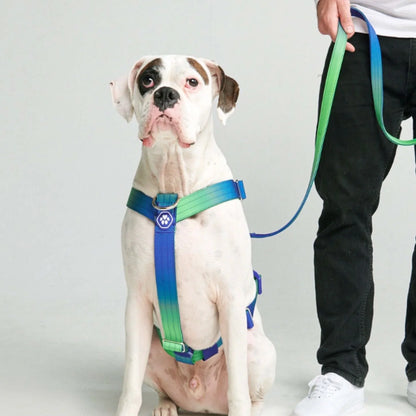 Comfort Control No-Pull Harness Sets