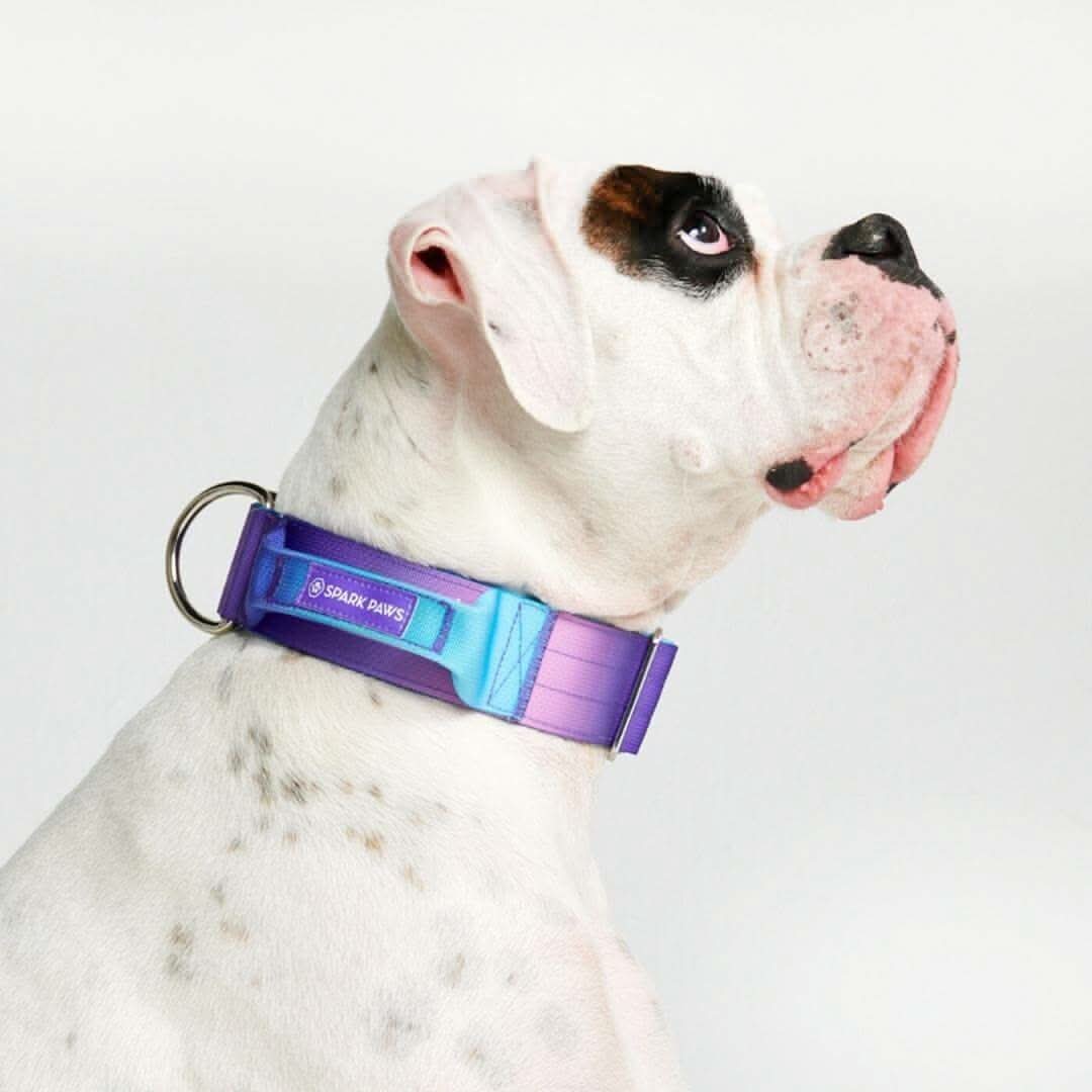 Comfort Control Dog Collars