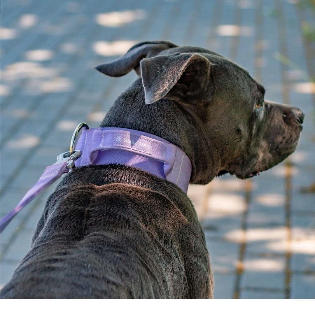 Comfort Control Dog Collars