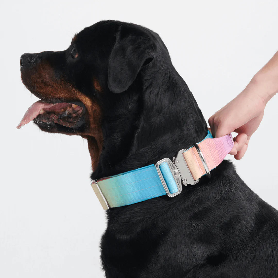 Comfort Control Dog Collars