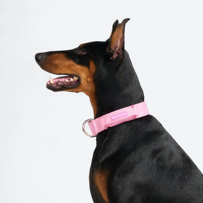 Comfort Control Dog Collars