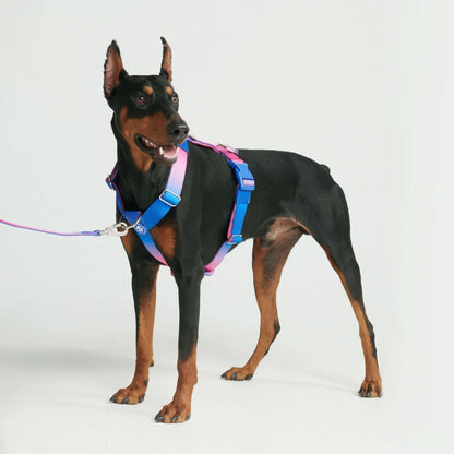 Comfort Control No-Pull Harness Sets