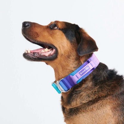 Comfort Control Dog Collars