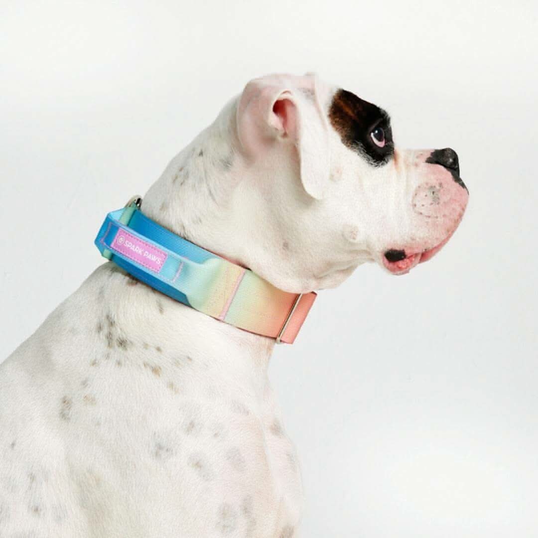 Comfort Control Dog Collars